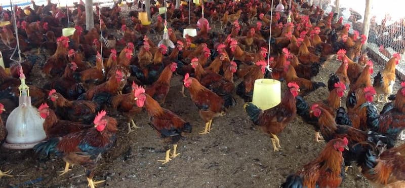 Thuốc điều trị bệnh ORT trên gà