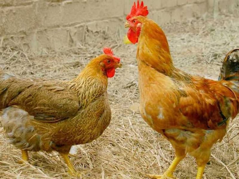 Thuốc điều trị bệnh ORT trên gà