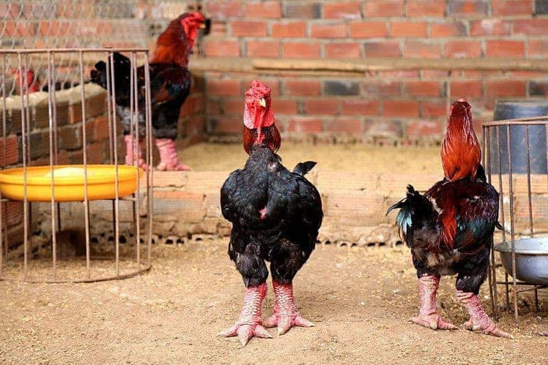 Phân biệt gà đông tảo lai với gà thuần chủng