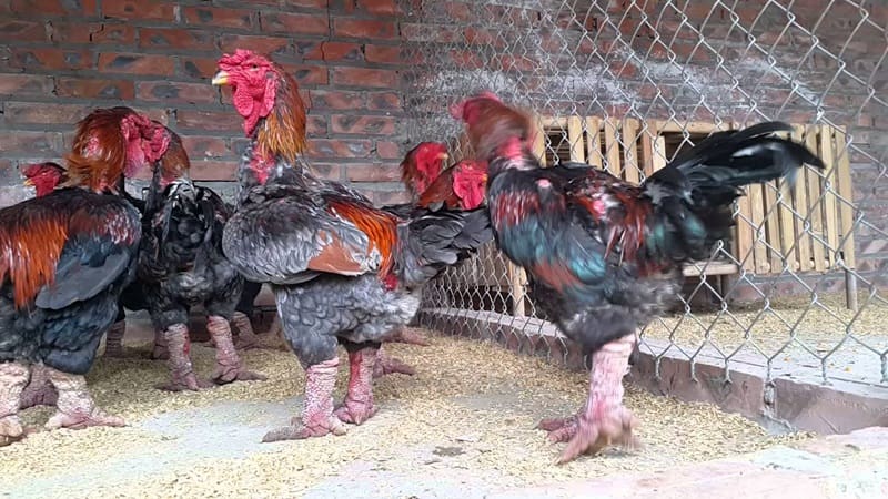 Kỹ thuật xây dựng chuồng trại