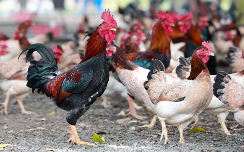 Đặc điểm nhận biết của gà mía sơn tây