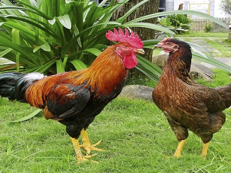 Giới thiệu về gà nòi lai ta