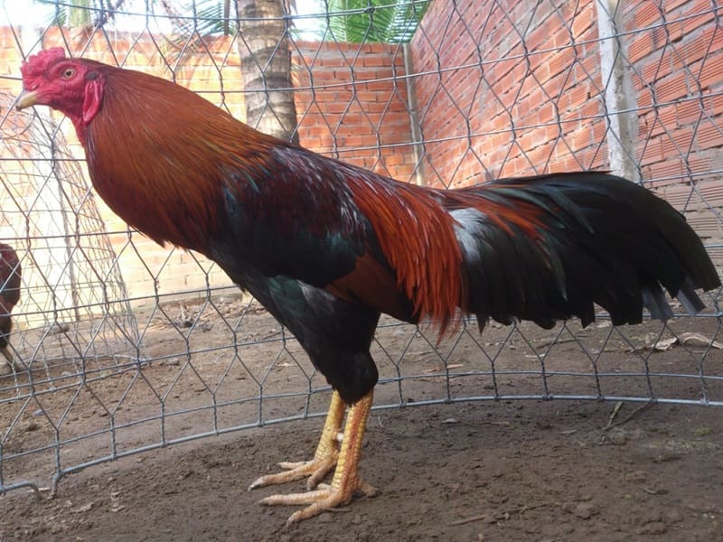 Giống gà lai trống