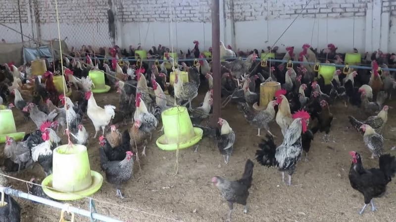 gà ai cập 3 máu