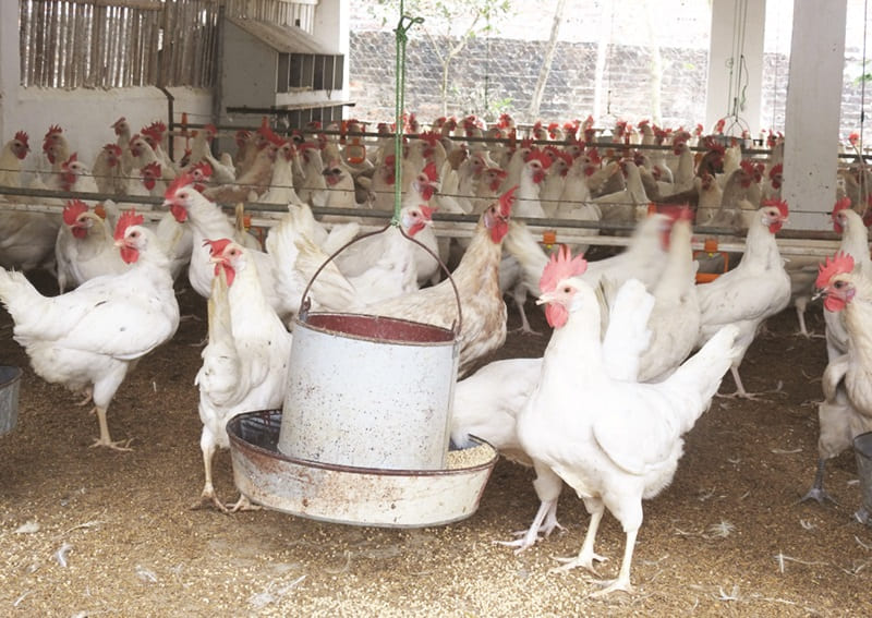Gà Ai Cập lông trắng