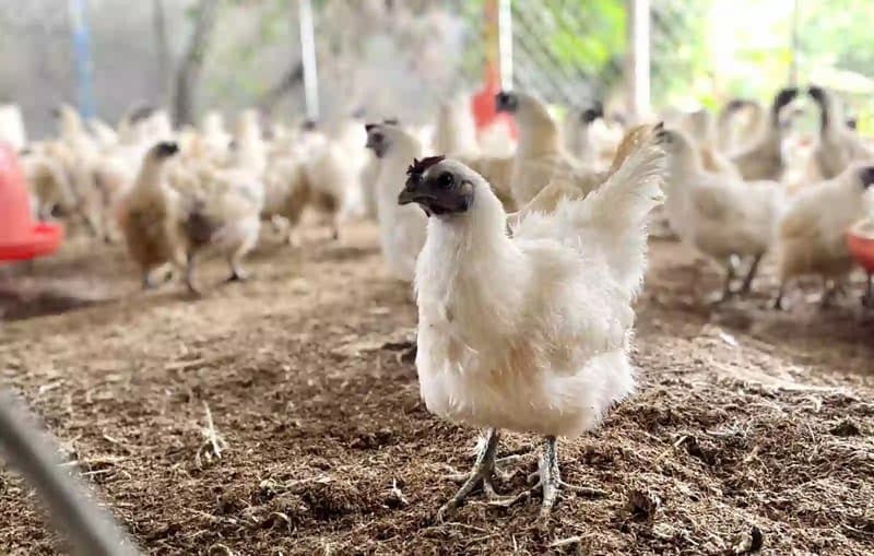 Gà Ai Cập lông trắng