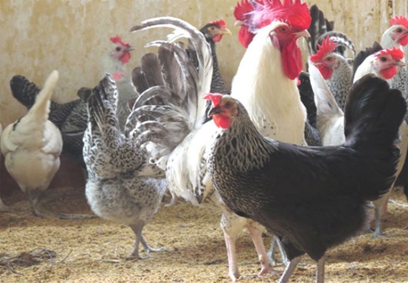 gà ai cập lông vằn đen