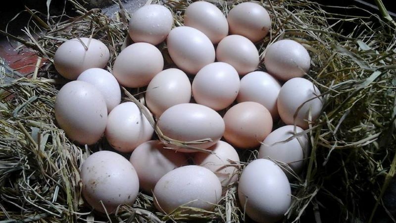 gà ai cập lông vằn đen