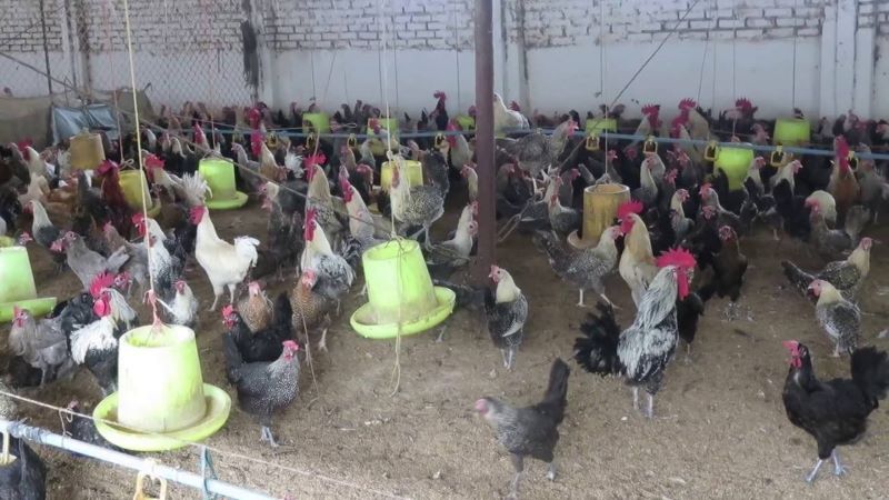 gà ai cập lông vằn đen