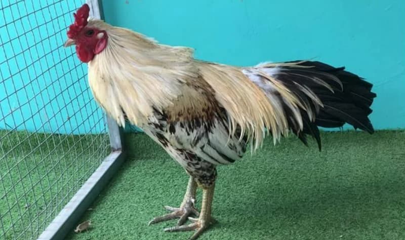 Chăm sóc chế độ ăn
