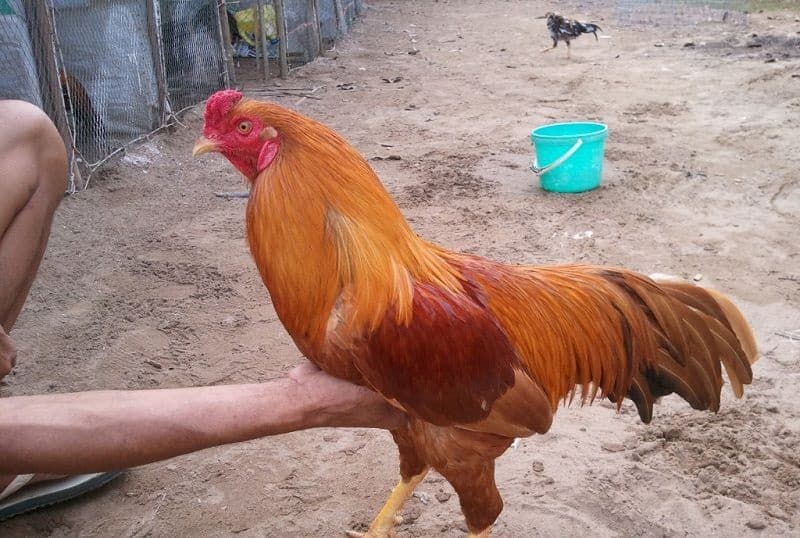 gà đỏ