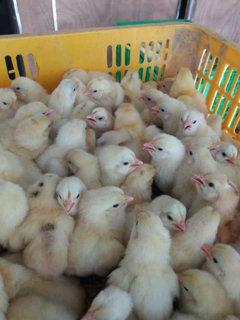 gà lạc thủy