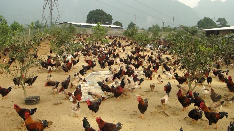 gà lạc thủy