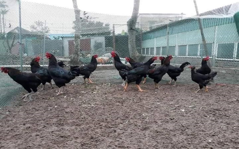 Thời gian và cách nuôi gà lai chọi đen