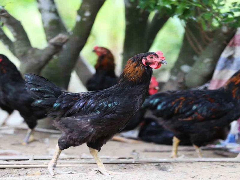 Lưu ý khi nuôi gà lai chọi đen