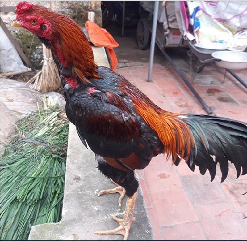 gà lai chọi tía