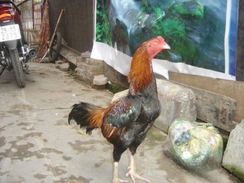 gà lai chọi tía