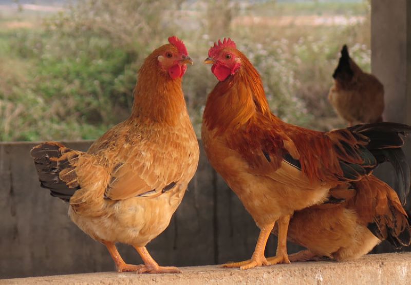 gà lông màu