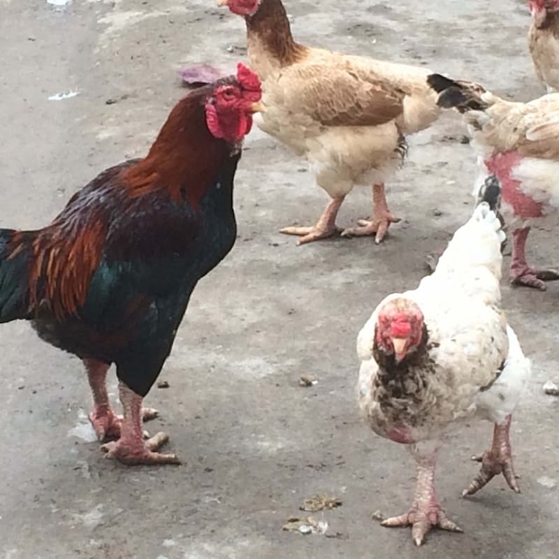 Tìm hiểu về chế độ dinh dưỡng