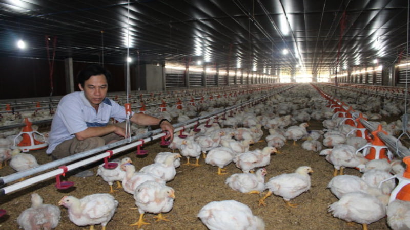 Chế độ ăn uống bổ sung cho gà dinh dưỡng hợp lý 