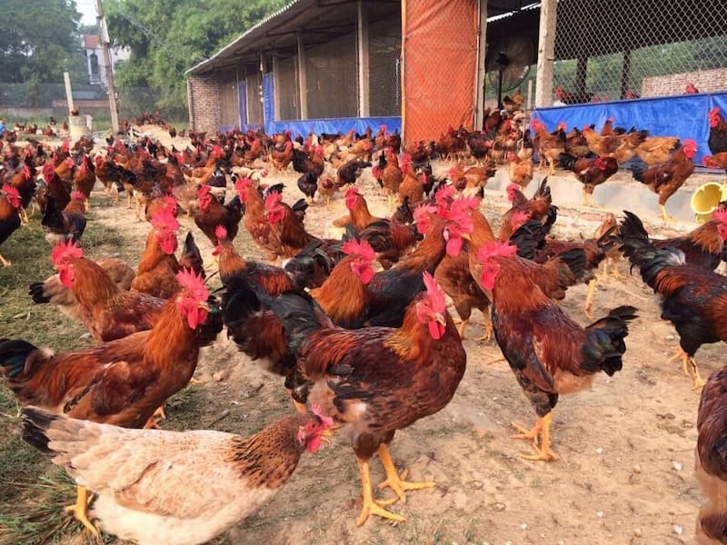 gà ri tía mận thuần chủng