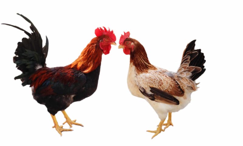 gà ri tía mận thuần chủng