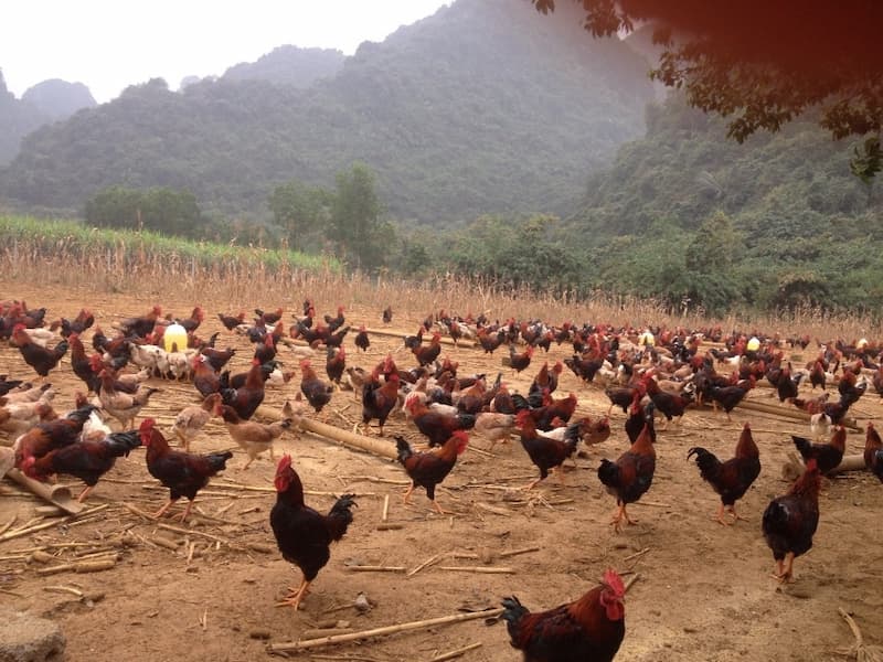 gà ri tía mận thuần chủng