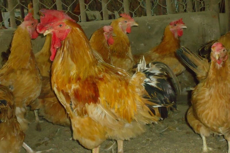 gà tàu vàng giống