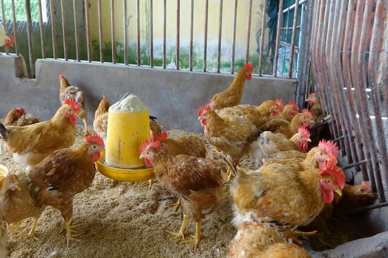 gà tàu vàng giống