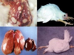 Bệnh Marek ở gà được hiểu như thế nào?