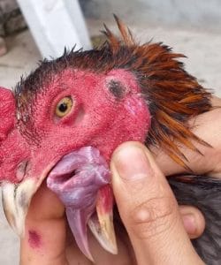 Bệnh nấm họng ở gà chọi là do một loài nấm mang tên Candida Albicans gây ra   