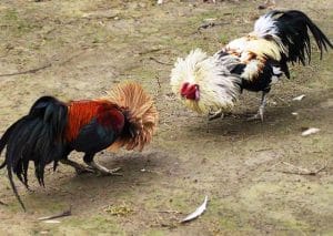 cách chọn gà tre đá cựa