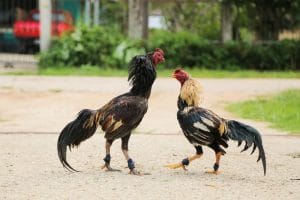 Chọn gà trống mái cần chú ý đến tập tính của chúng
