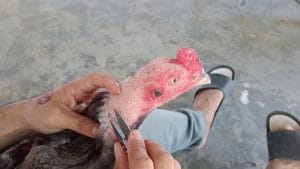 Cách tỉa lông gà chọi hiệu quả và phù hợp nhất với chiến kê của bạn