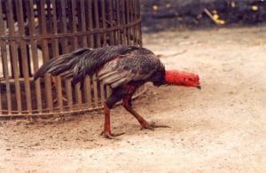 Sử dụng các sản phẩm thuốc trợ lực là cách chữa gà bị ốm trong hiệu quả