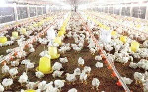 Hình thức chăn nuôi gà nhốt chuồng giúp đàn gà phát triển, tăng trưởng đồng đều hơn
