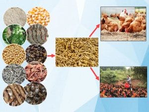 Bổ sung thêm nhóm thực phẩm đạm