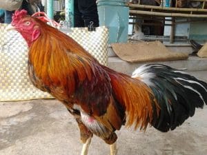 Thuốc nuôi gà đá là gì?