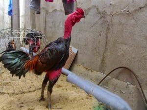 Thực hiện các phương pháp làm cho da gà chọi đỏ nhằm mục đích tăng tính thẩm mỹ cho các chiến kê