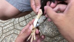 Trước khi tìm hiểu cách lên cựa gà đá, anh em phải chọn được cựa có kích thước phù hợp