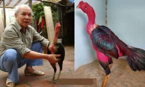Ga Choi O Dau Hay Nhat 1