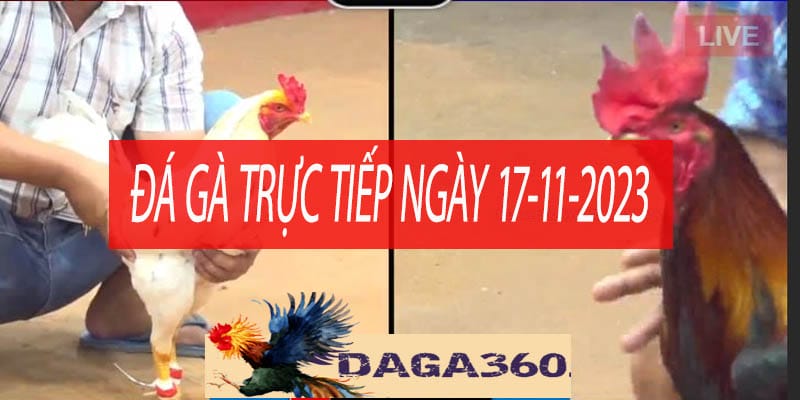 da ga truc tiep ngay 17-11-2023