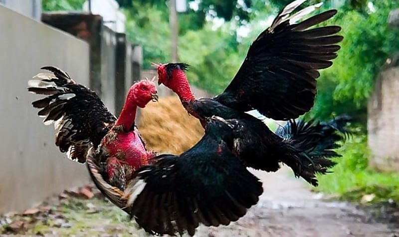 cẩm nang nuôi gà