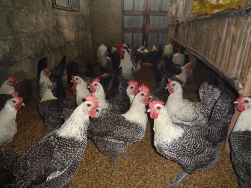 gà ai cập lông vằn đen