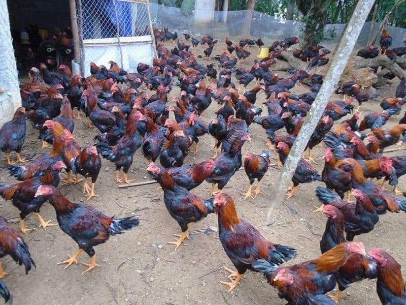 Tìm hiểu về gà lai chọi 3 máu