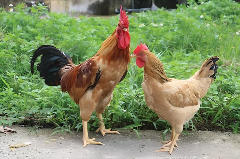gà ri tía mận thuần chủng